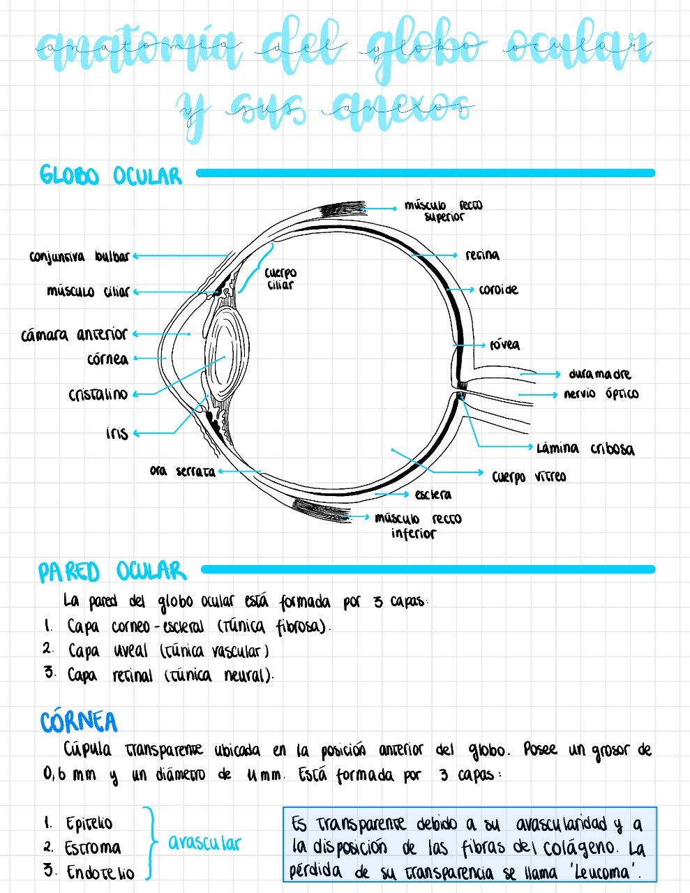 Cuaderno digital - Oftalmología